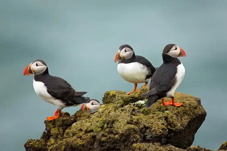 Groupe de macareux perchés sur un rocher couvert de mousse, face à l’océan.