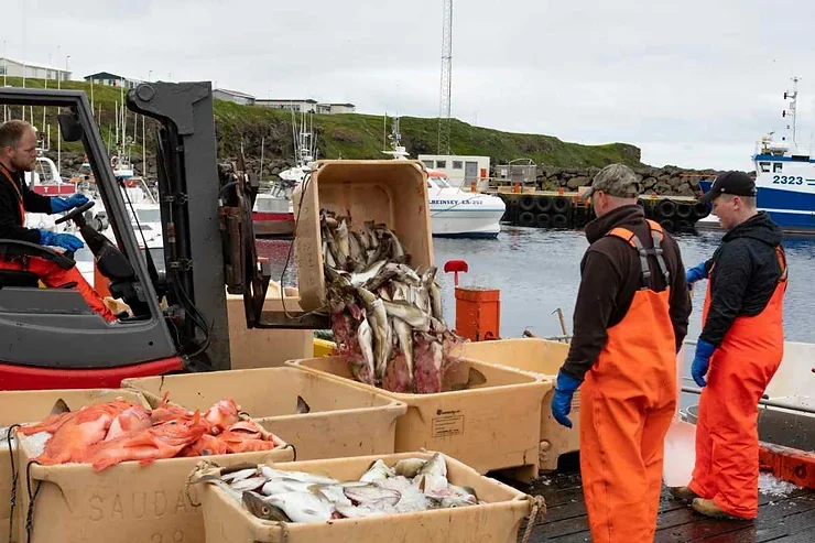 Poissons et fruits de mer islandais Plongez dans l’univers de la pêche islandaise, une tradition séculaire. Admirez le travail des pêcheurs et la diversité des fruits de mer frais, directement des eaux cristallines de l’Atlantique Nord.