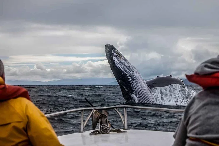 Un spectacle fascinant : une baleine &agrave; bosse bondit hors de l'eau lors d'une excursion en bateau en Islande.