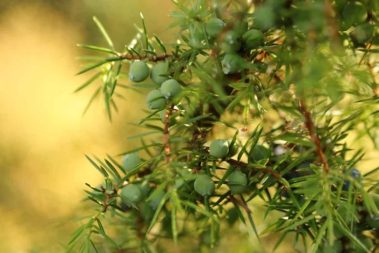 Un plan rapproché de baies de genévrier vertes suspendues sur des branches aux aiguilles pointues, dans un cadre naturel baigné de lumière dorée.