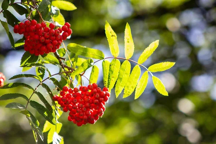Des grappes de baies rouges éclatantes accrochées à des branches ornées de feuilles vertes, illuminées par la lumière du soleil avec un arrière-plan flou de verdure.