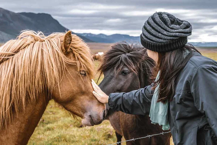 Un cheval islandais brun clair avec une crinière soyeuse se fait caresser par une femme vêtue d'une écharpe et d'un bonnet rayé noir. En arrière-plan, un autre cheval noir et un paysage montagneux brumeux.
