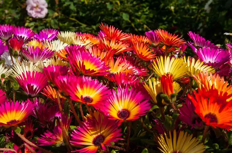 Vue rapprochée de fleurs vibrantes aux couleurs vives, allant du rouge au jaune, illuminées par la lumière naturelle.