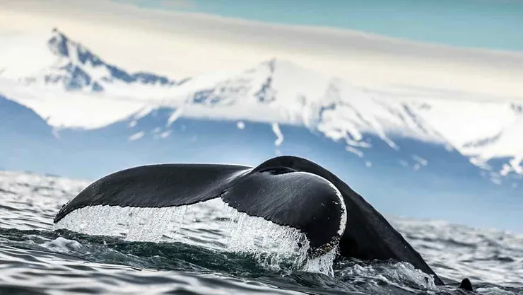 Une queue de baleine émergeant de l'océan glacial, avec des montagnes enneigées majestueuses en arrière-plan.