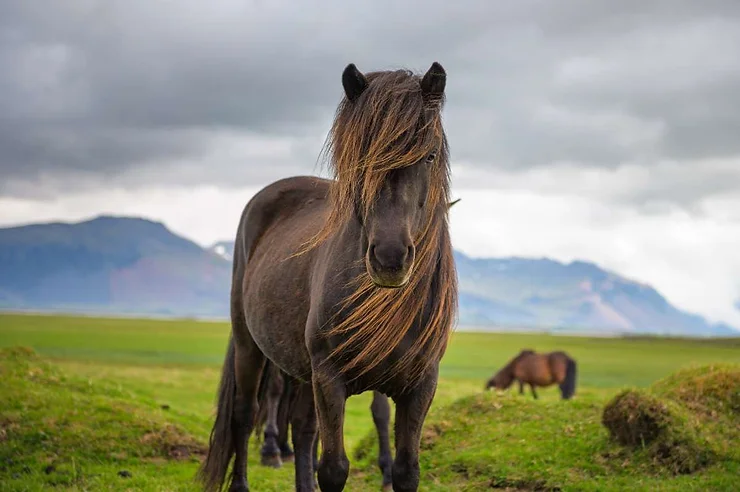 Un magnifique cheval islandais noir au pelage soyeux, posé dans un champ verdoyant avec un arrière-plan de montagnes majestueuses.