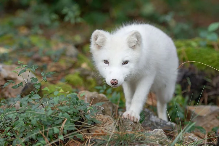 Un renard arctique au pelage blanc éclatant explorant un paysage islandais sauvage et verdoyant.