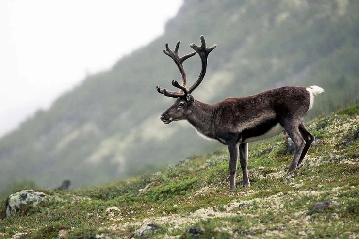 Un renne islandais majestueux avec de grandes ramures, posé sur un terrain vallonné et verdoyant.