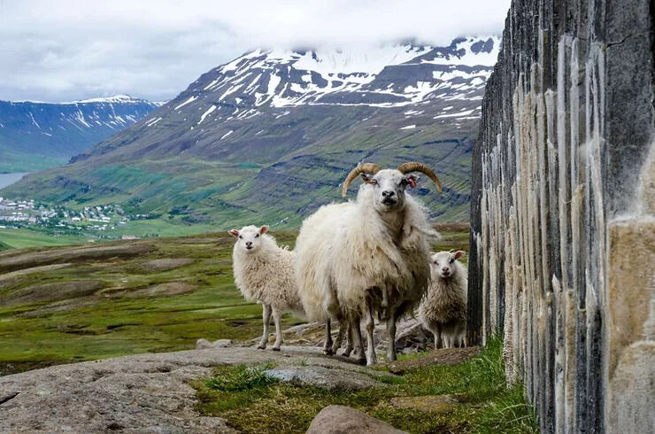 Un troupeau de moutons islandais, y compris un bélier aux cornes imposantes, sur une colline panoramique.