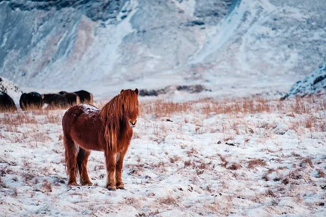 Cheval islandais à la robe rousse debout dans un paysage enneigé, entouré de montagnes gelées en arrière-plan.