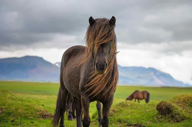 Cheval islandais noir à la crinière balayée par le vent sur une prairie verdoyante, avec montagnes et ciel nuageux en arrière-plan.