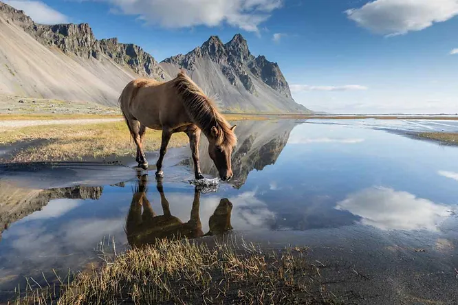 Cheval islandais buvant dans un lac calme au pied des montagnes de Vestrahorn sous un ciel bleu parsemé de nuages.