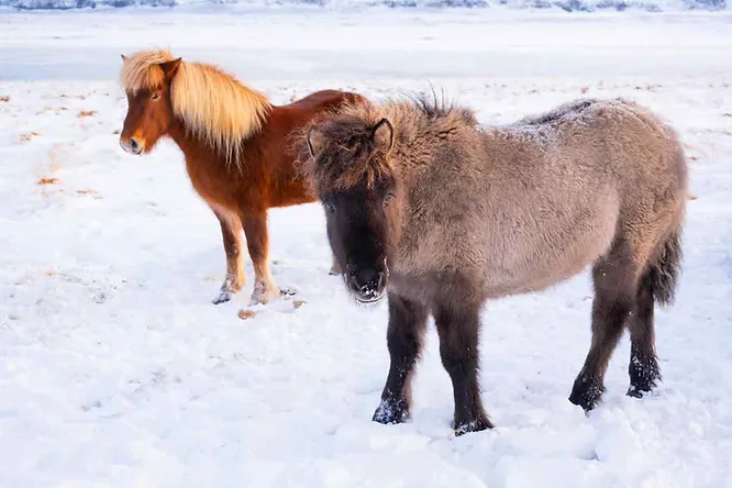 Deux chevaux islandais dans un paysage enneigé, l’un brun et l’autre gris, adaptés au climat hivernal d’Islande.