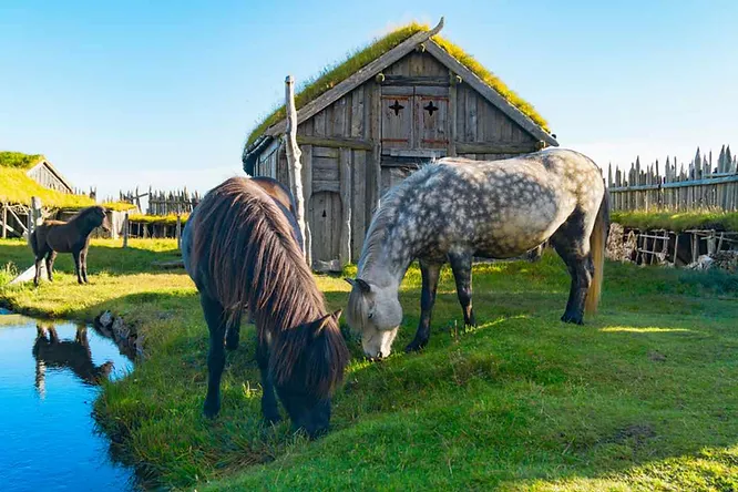 Chevaux islandais broutant devant une maison traditionnelle en tourbe avec toit végétalisé, près d’un ruisseau, par une journée ensoleillée.