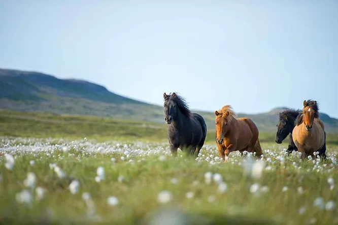 Quatre chevaux islandais galopant librement dans un champ de fleurs blanches, au cœur des paysages verdoyants d’Islande.
