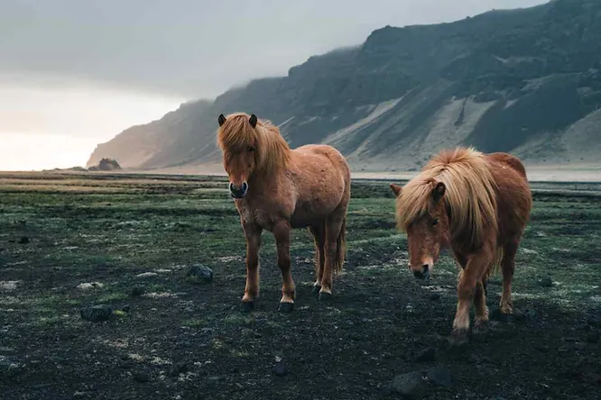 Deux chevaux islandais bruns marchant sur un sol volcanique verdoyant, avec des montagnes sombres en arrière-plan.
