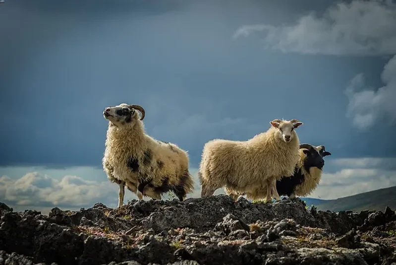 Tout sur le mouton islandais duveteux