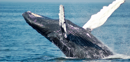 Observation des baleines Image